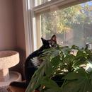 A photo of a black cat behind a plant beside a window 