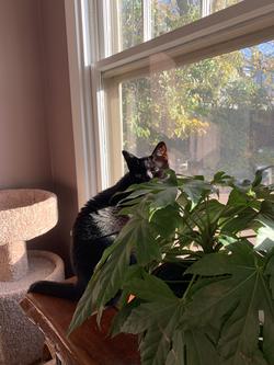 A photo of a black cat behind a plant beside a window 